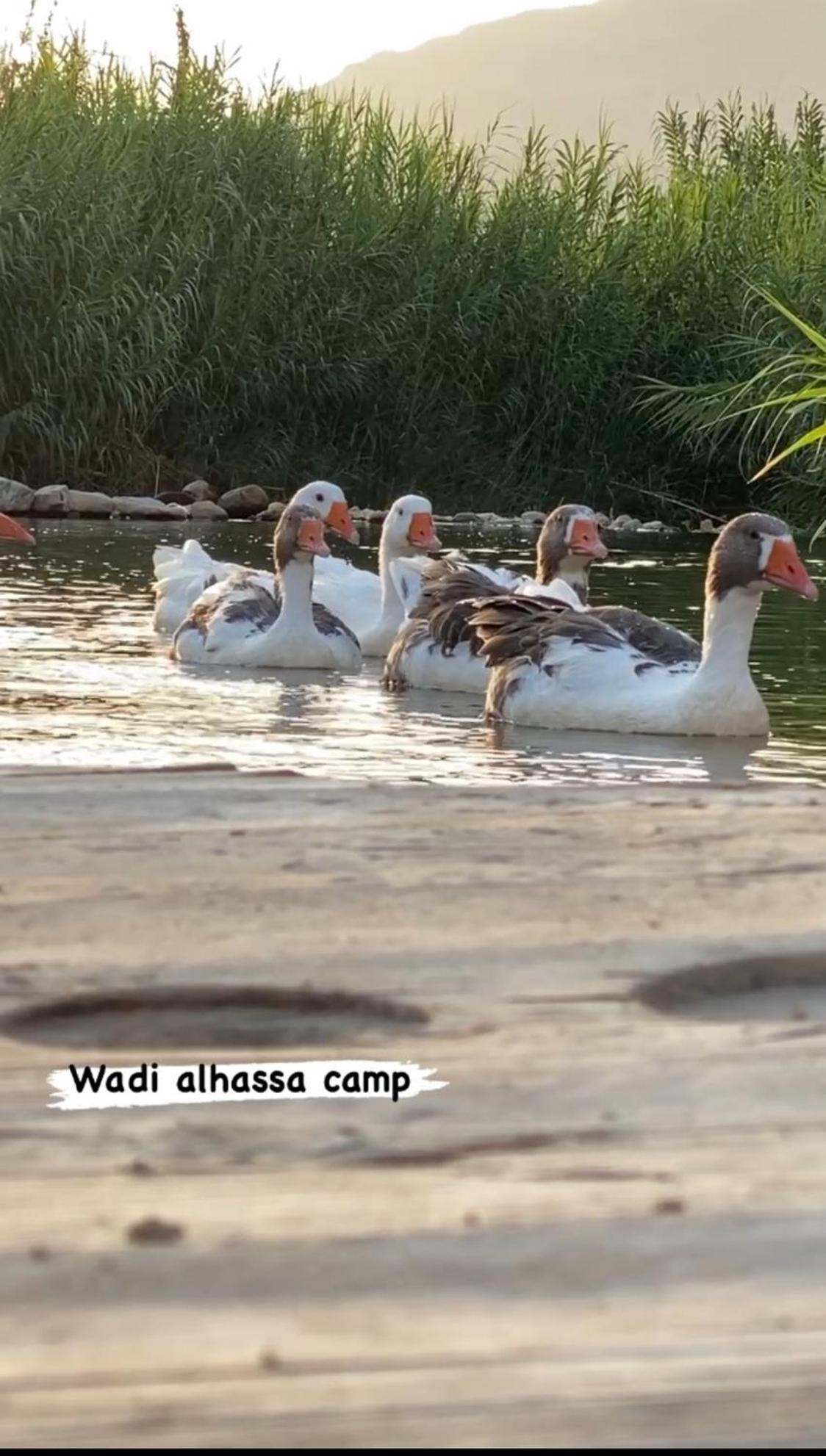 Wadi Al-Hassa Camp Khawkhah Exterior foto